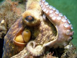 Octopuse palm beach. by Joanne Fraser 